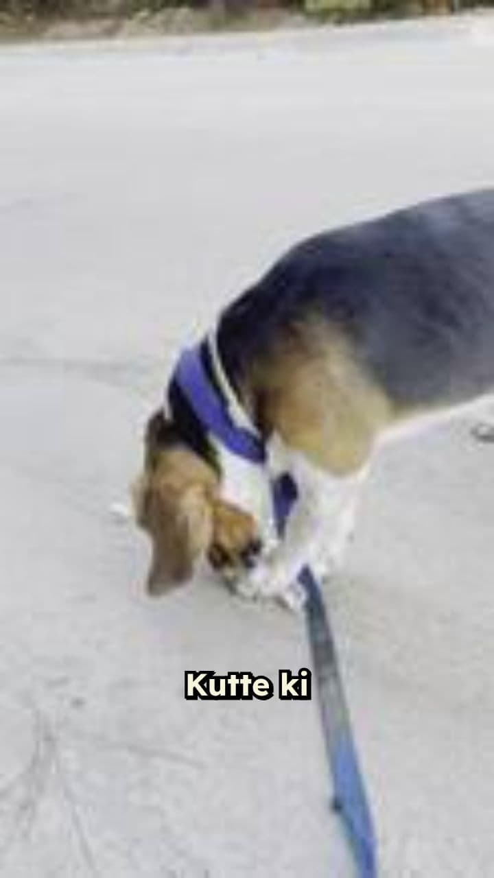 कुत्ते: इंसान के साइलेंट रक्षक