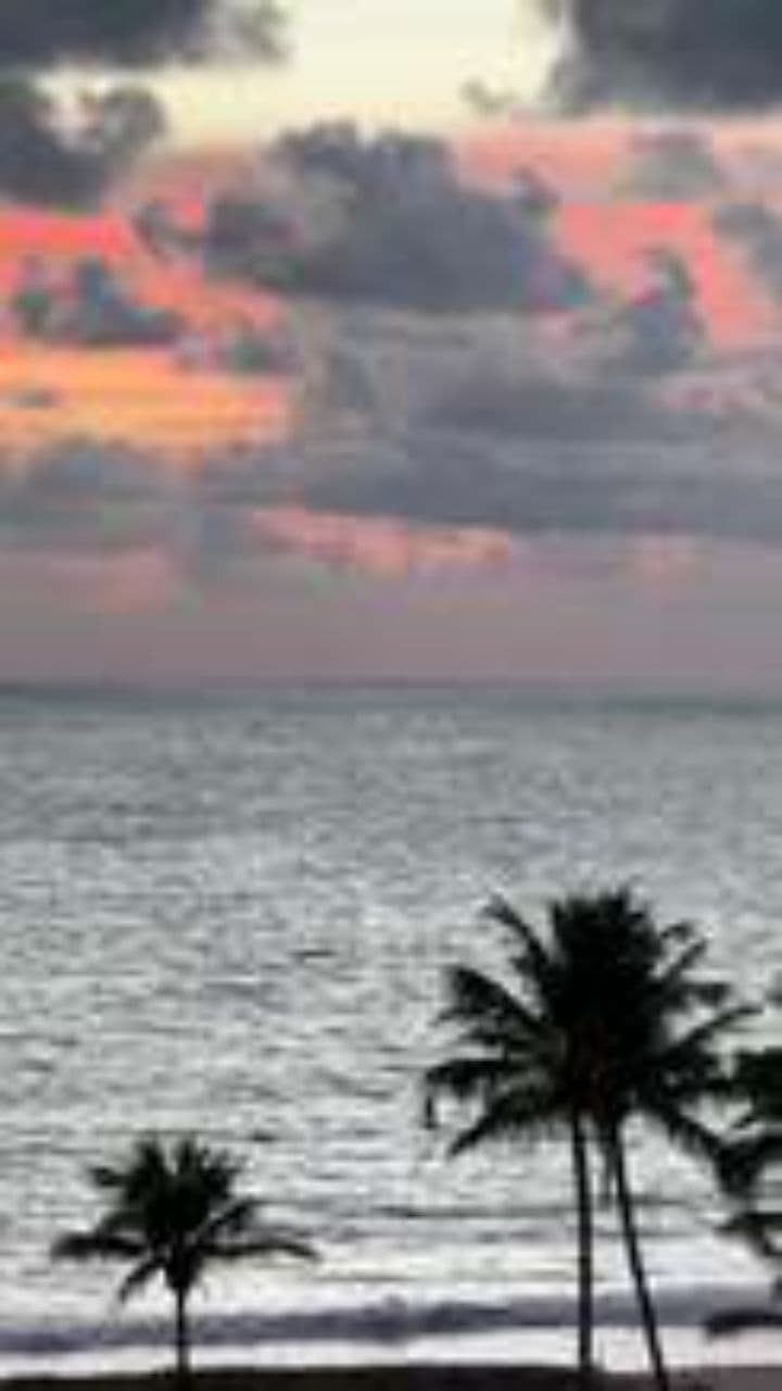 Flamingos and Freedom