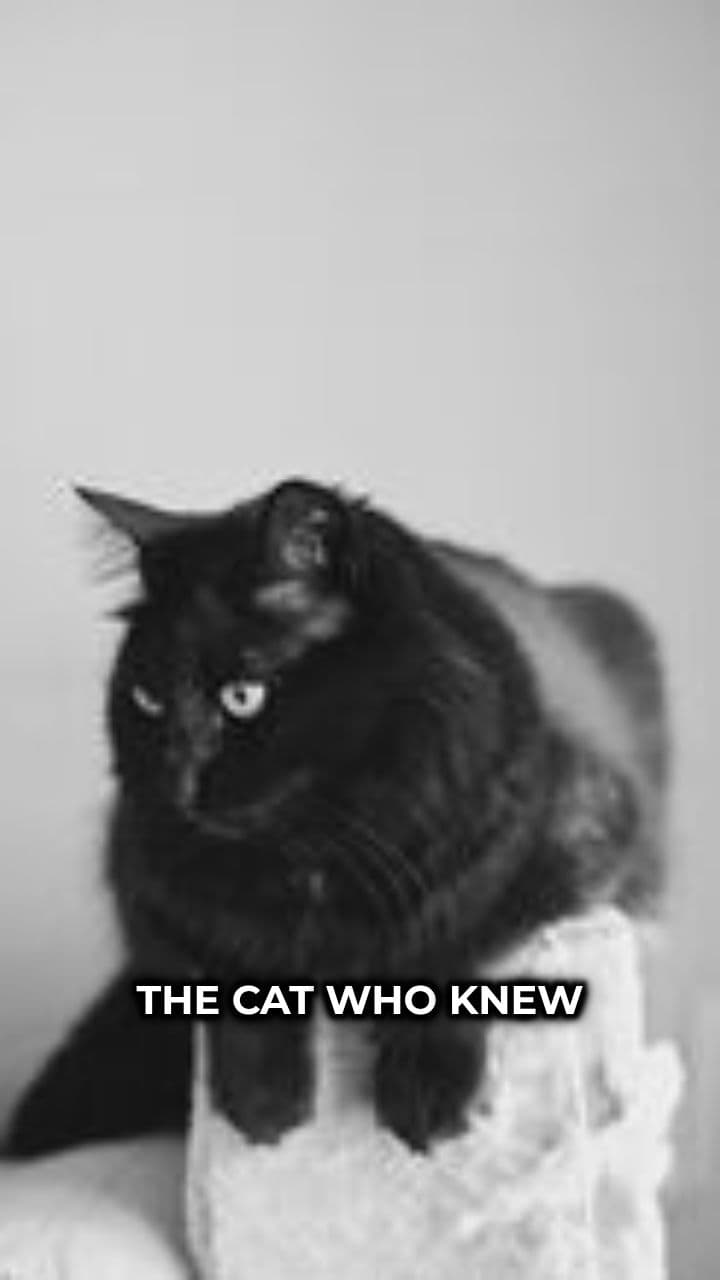 The Cat Who Knew Too Much