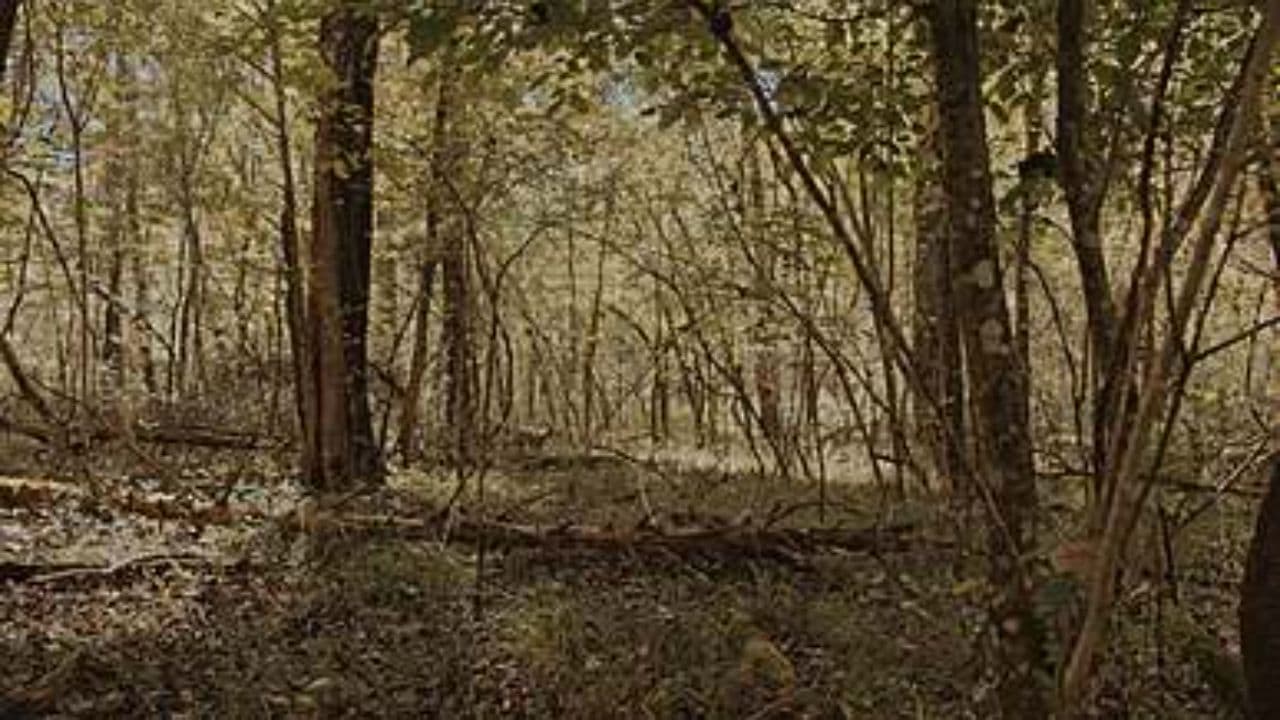 Эволюция разума