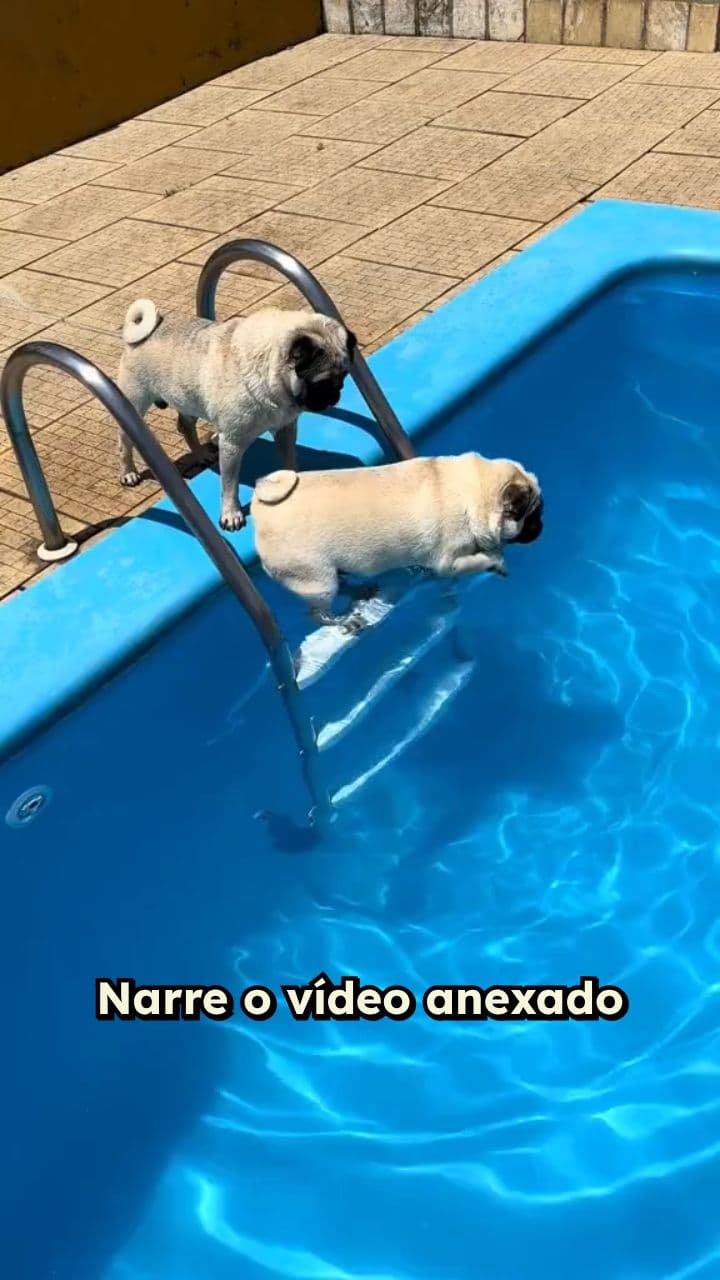 Reação Engraçada ao Vídeo Anexado