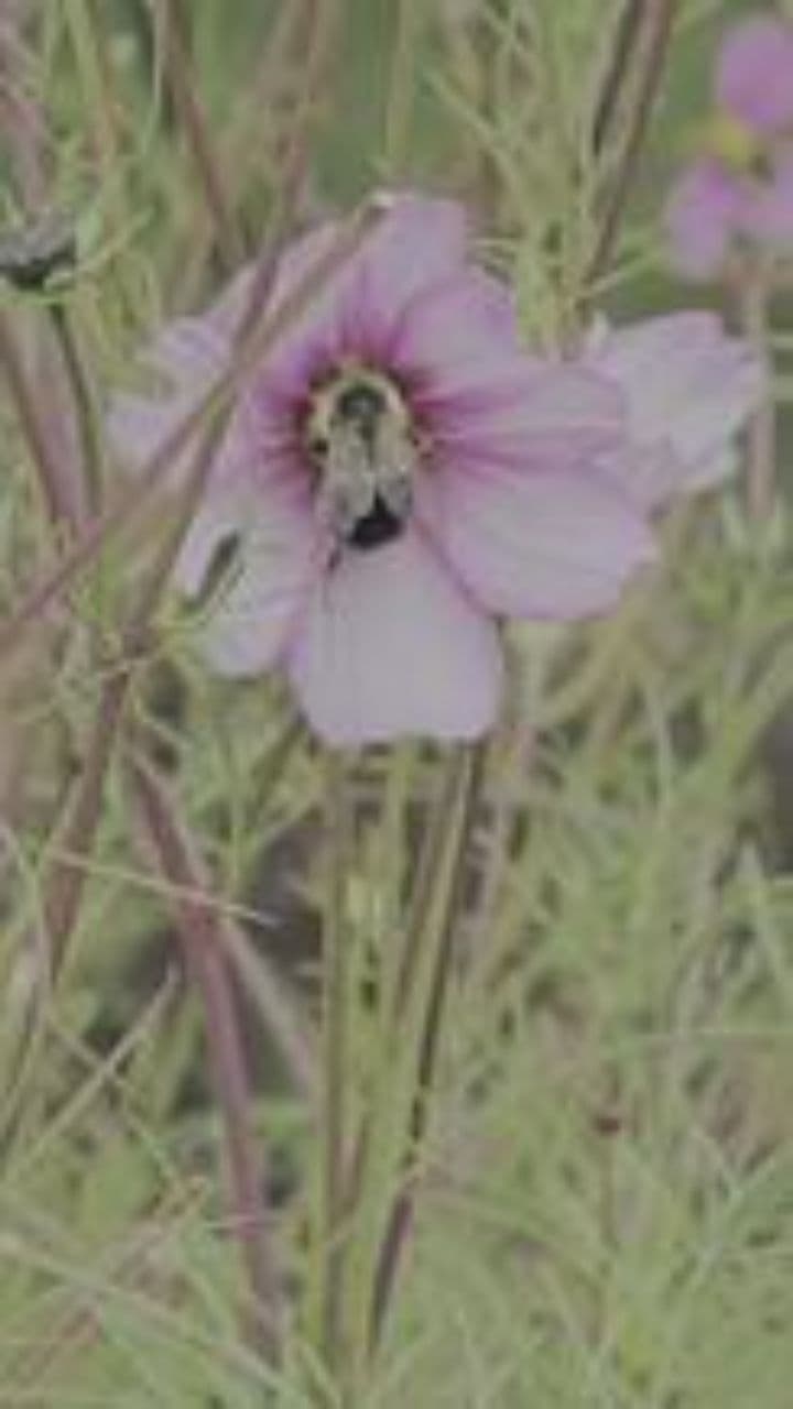 Команда Рена: Мерчандайзеры в действии