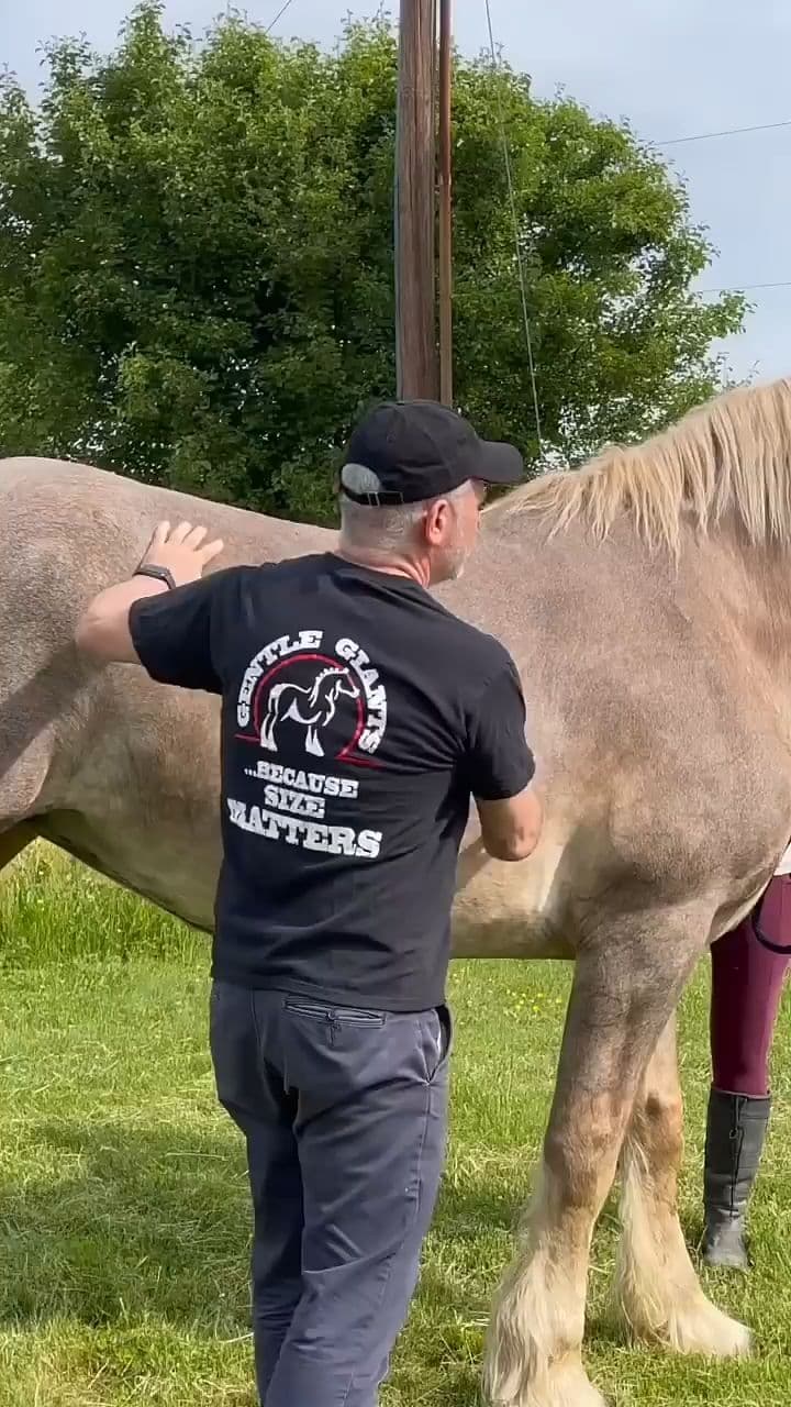 Judy the Plow Horse Gets an Adjustment