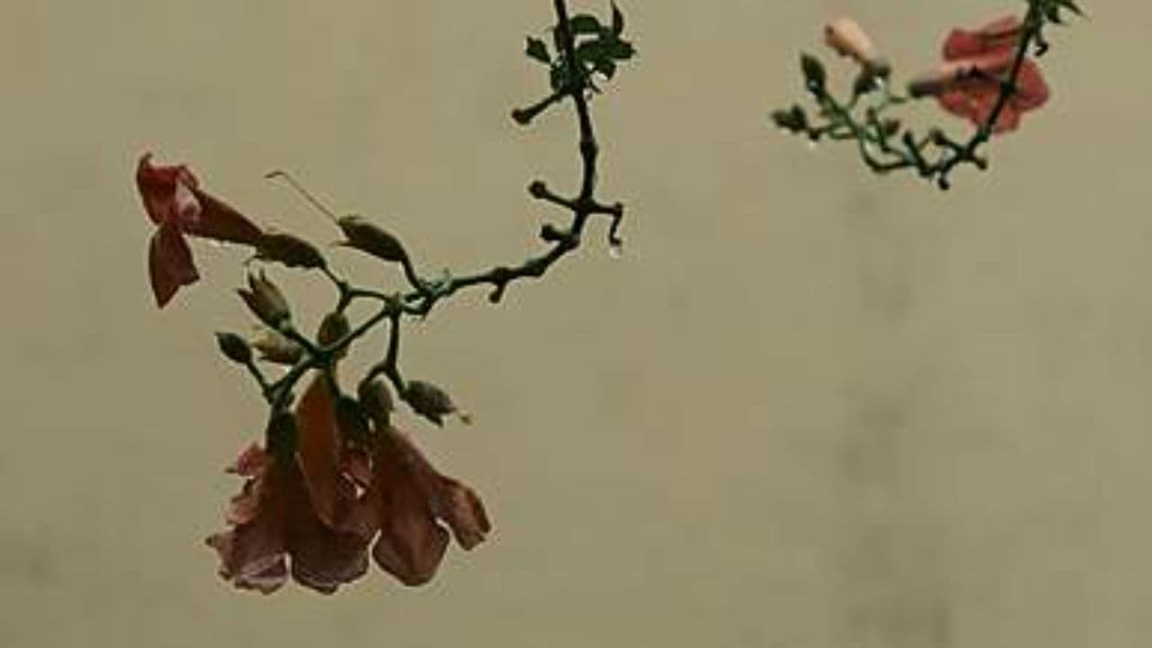 Chheti Chheti Aaja Mahiya