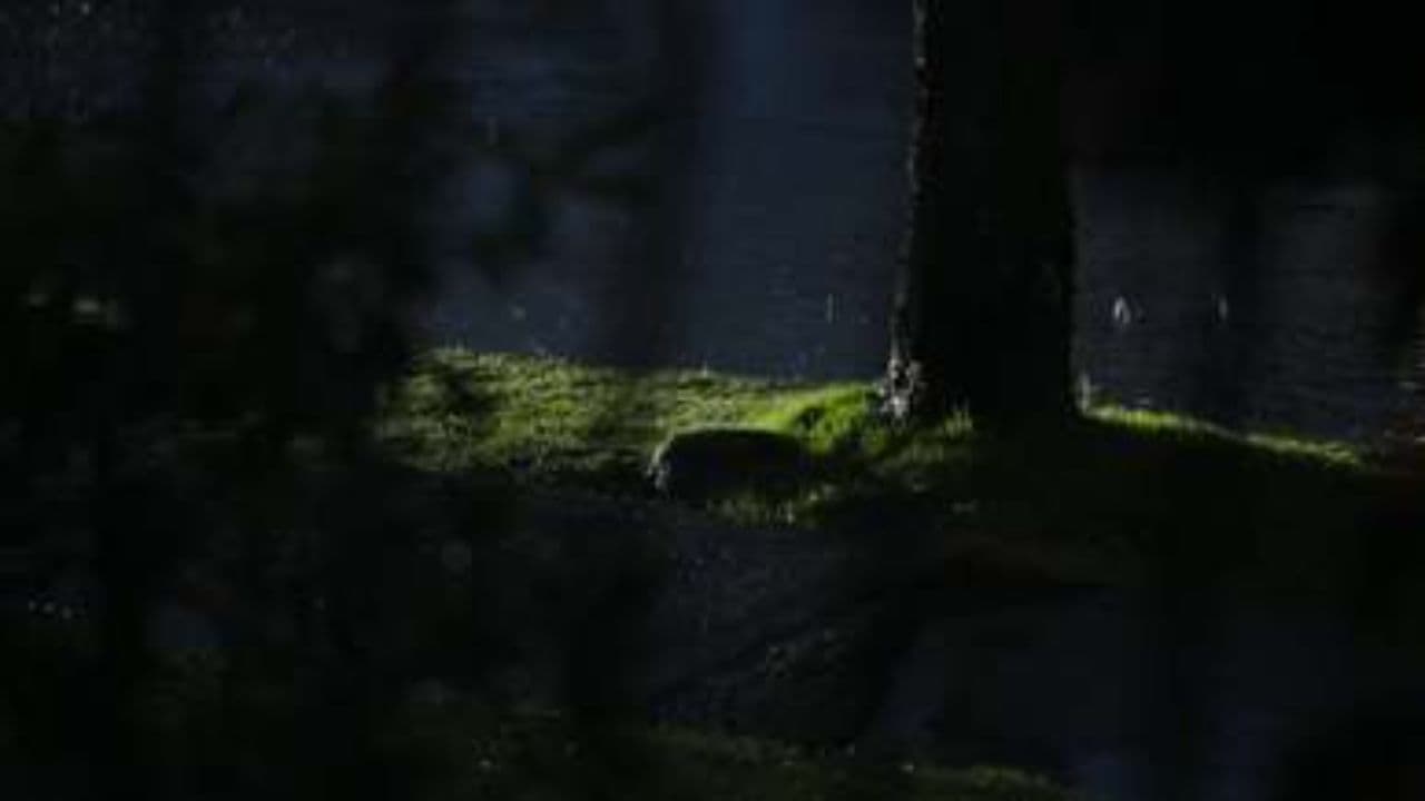 Sous la pluie de sa paix