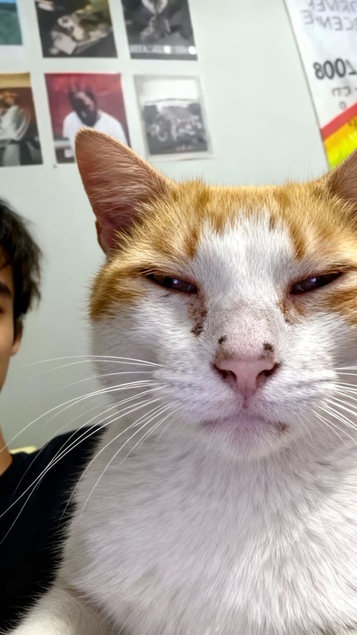 Cat to Mogul: The Transformation