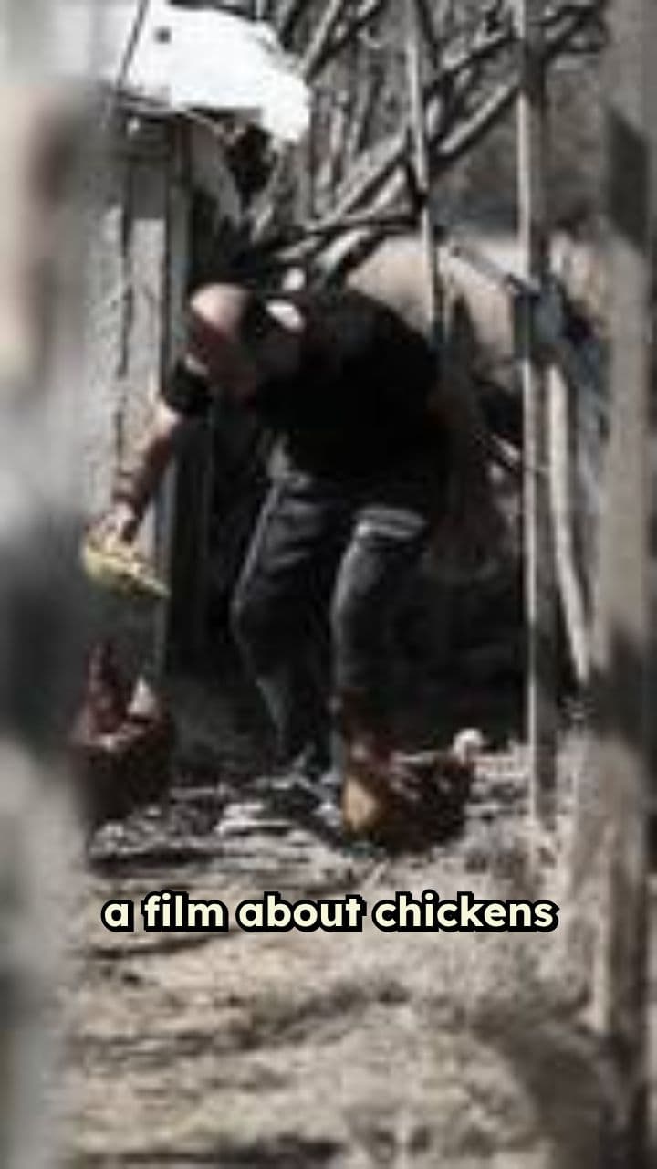 Magic Grain Chickens