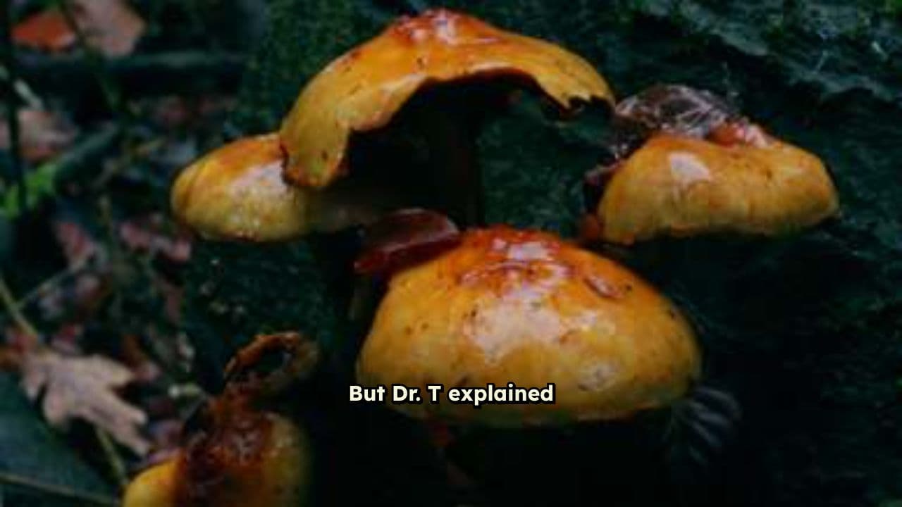 Forest-Grown Mushrooms for Gentle Brain Support