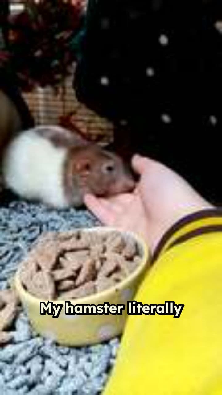 Buttons the Pirate Hamster Adventure