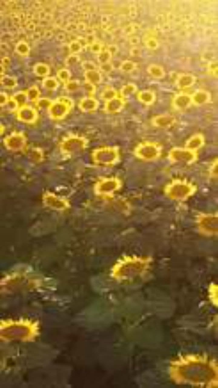 Bella the Bunny's Sunny Day