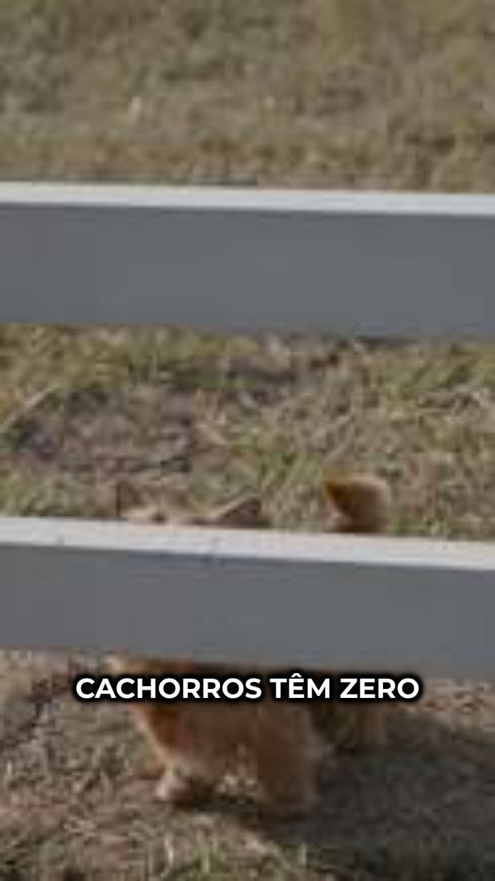 As Aventuras Engraçadas dos Nossos Pets