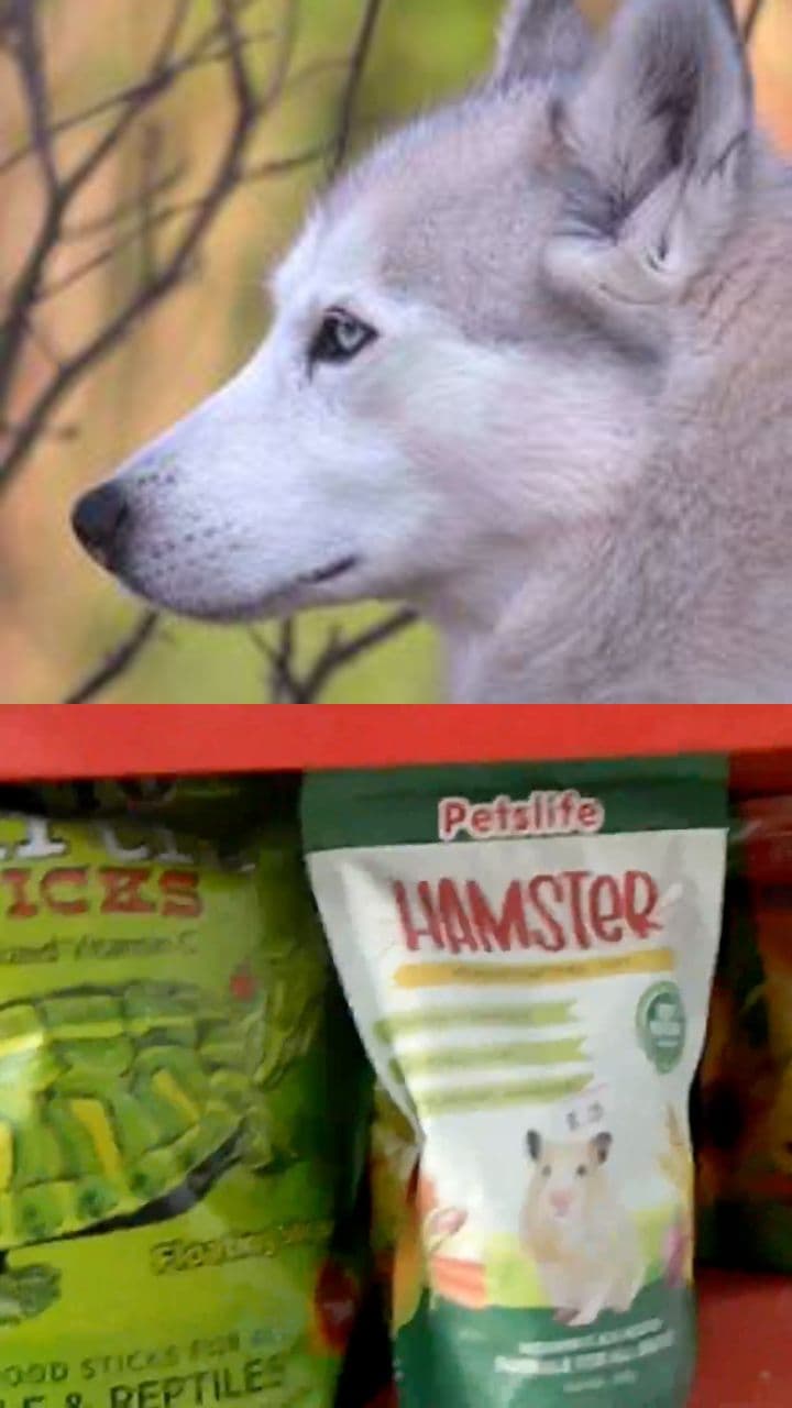 The Pet Porch: Your Animal Companion Store