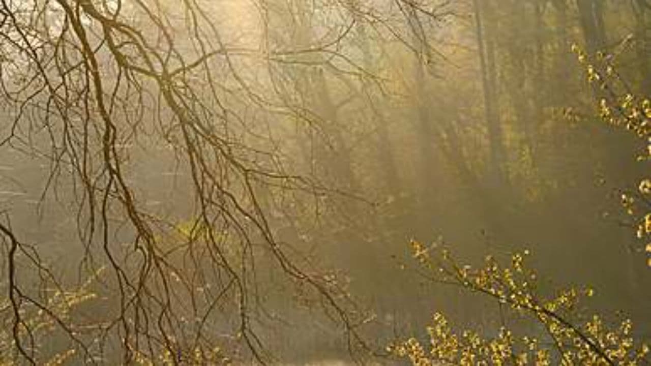 En la tormenta, mi paz.