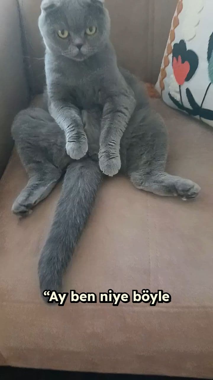 Kedi Anneliğinin Zorlukları