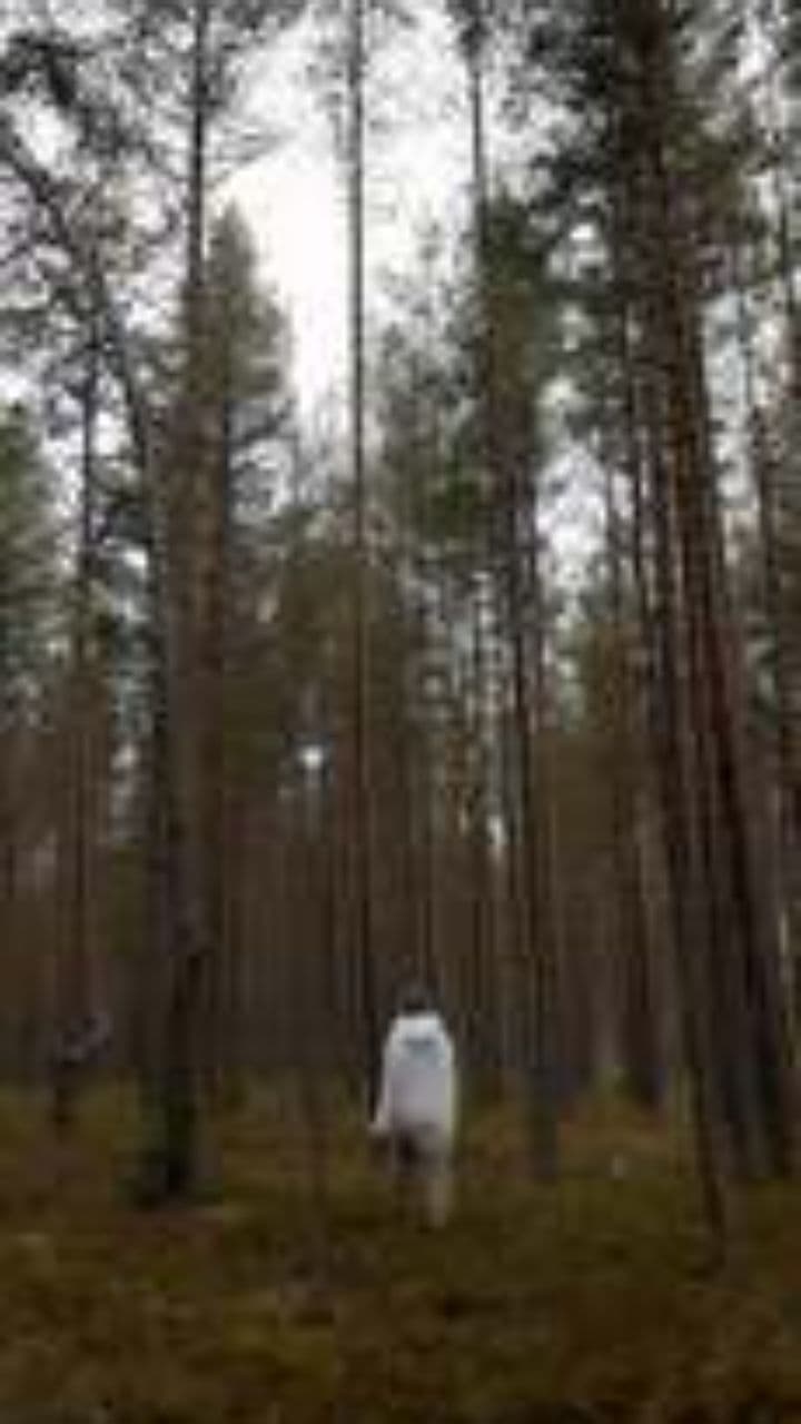 Partnered Walks in the Woods